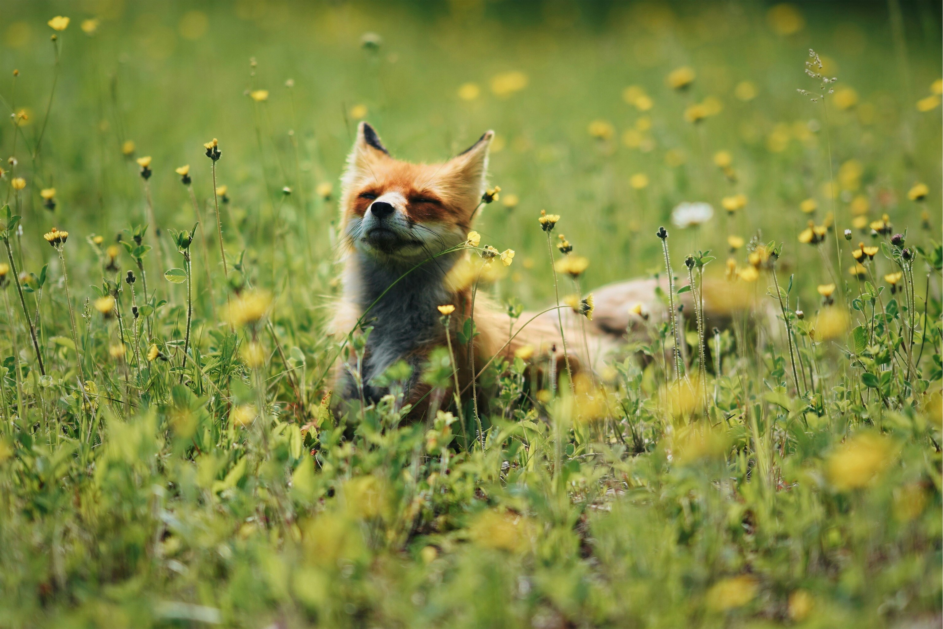 yellow and white fox and brown wooden dog